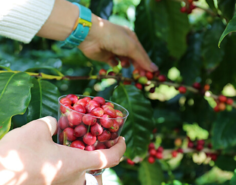 Coffee Bean Harvesting Experience