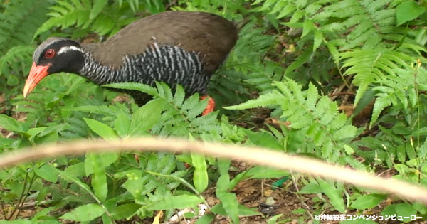 Okinawa Rail Ecology Exhibition and Learning Facility